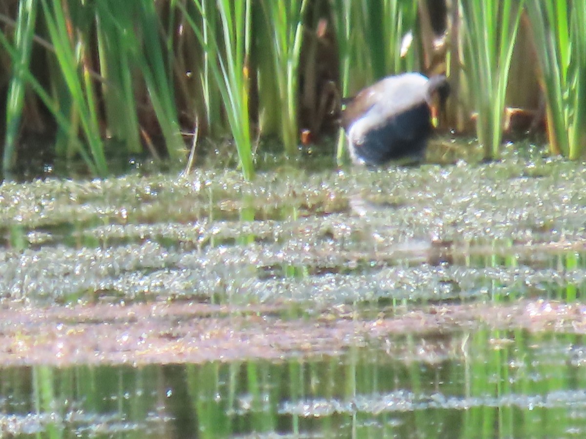 Common Gallinule - ML641910177