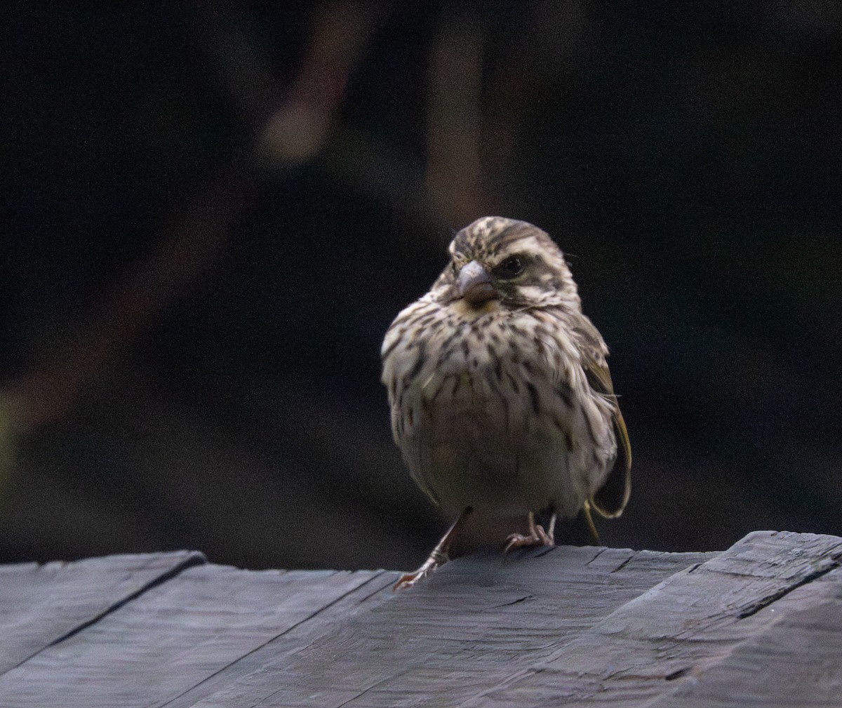 Streaky Seedeater - ML641910181