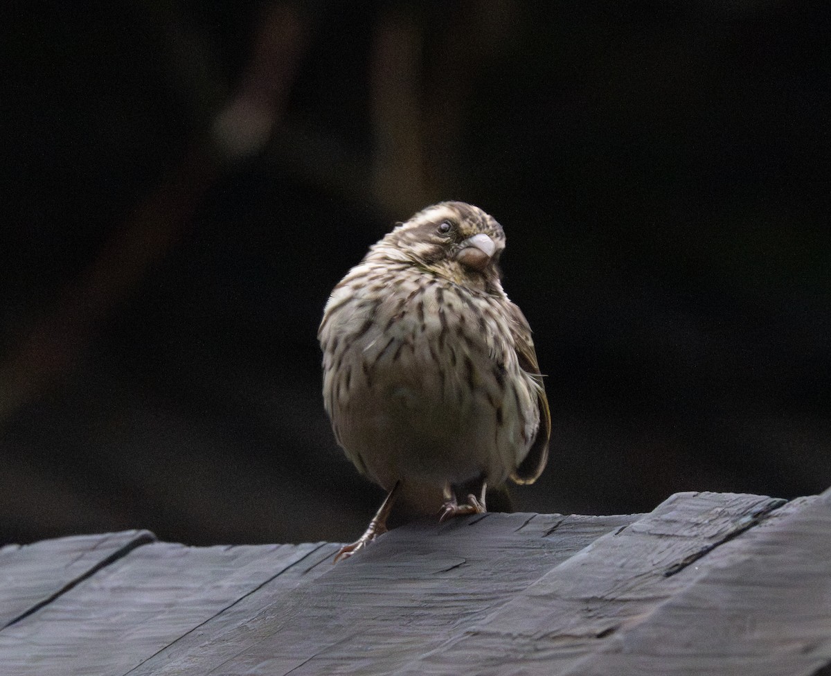 Streaky Seedeater - ML641910182