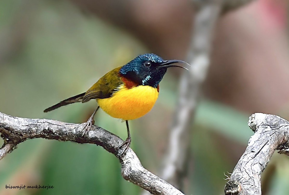 Green-tailed Sunbird - ML641910185
