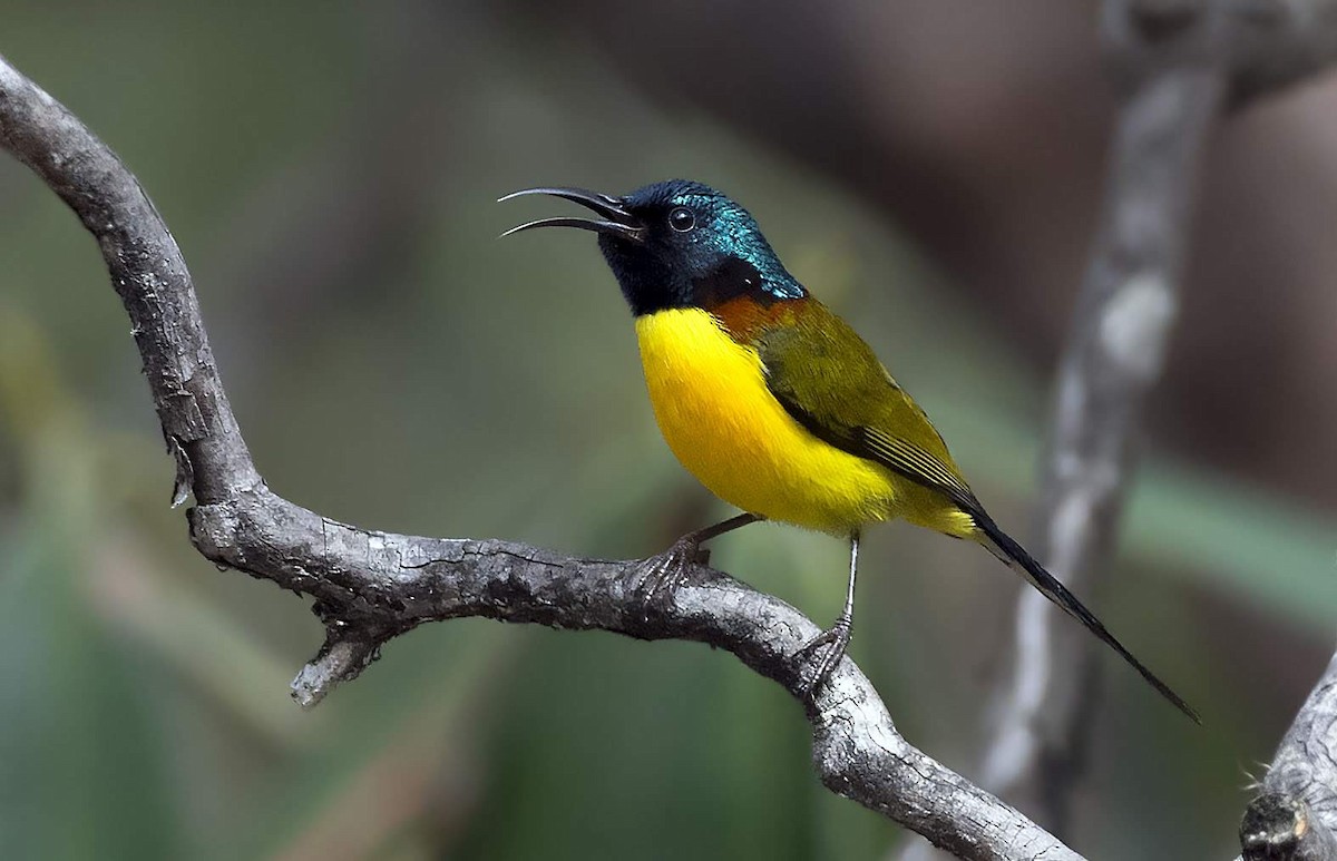 Green-tailed Sunbird - ML641910186