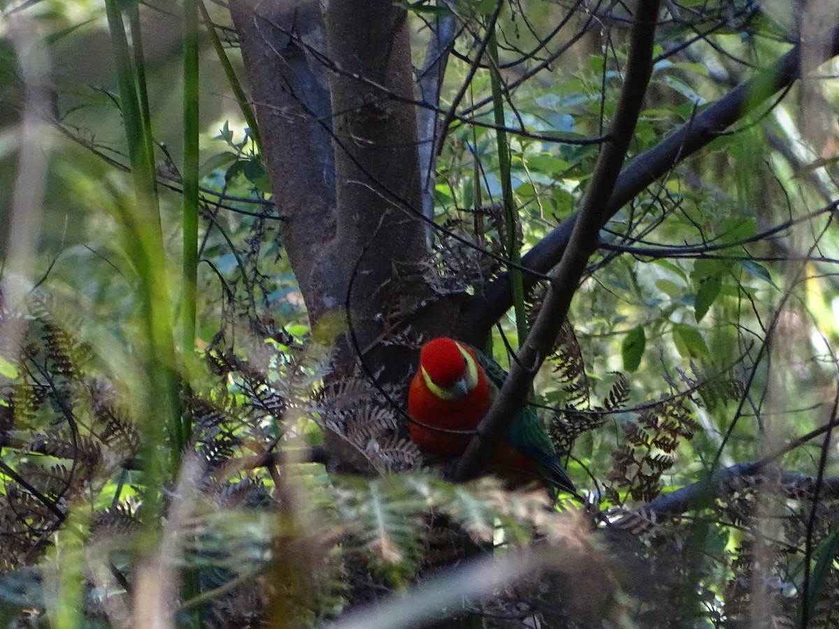 Western Rosella - ML641910202