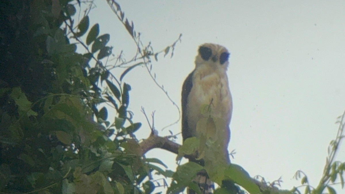 Laughing Falcon - ML641910205
