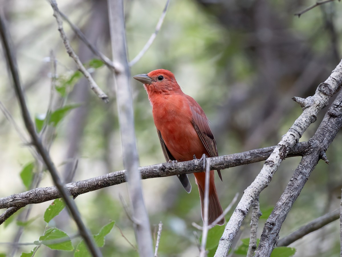Summer Tanager - ML641910208