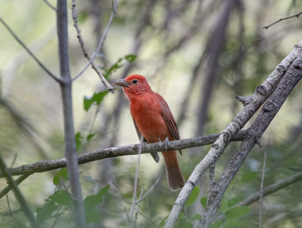 Summer Tanager - ML641910209