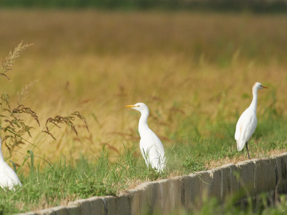 Western Cattle-Egret - ML641910210