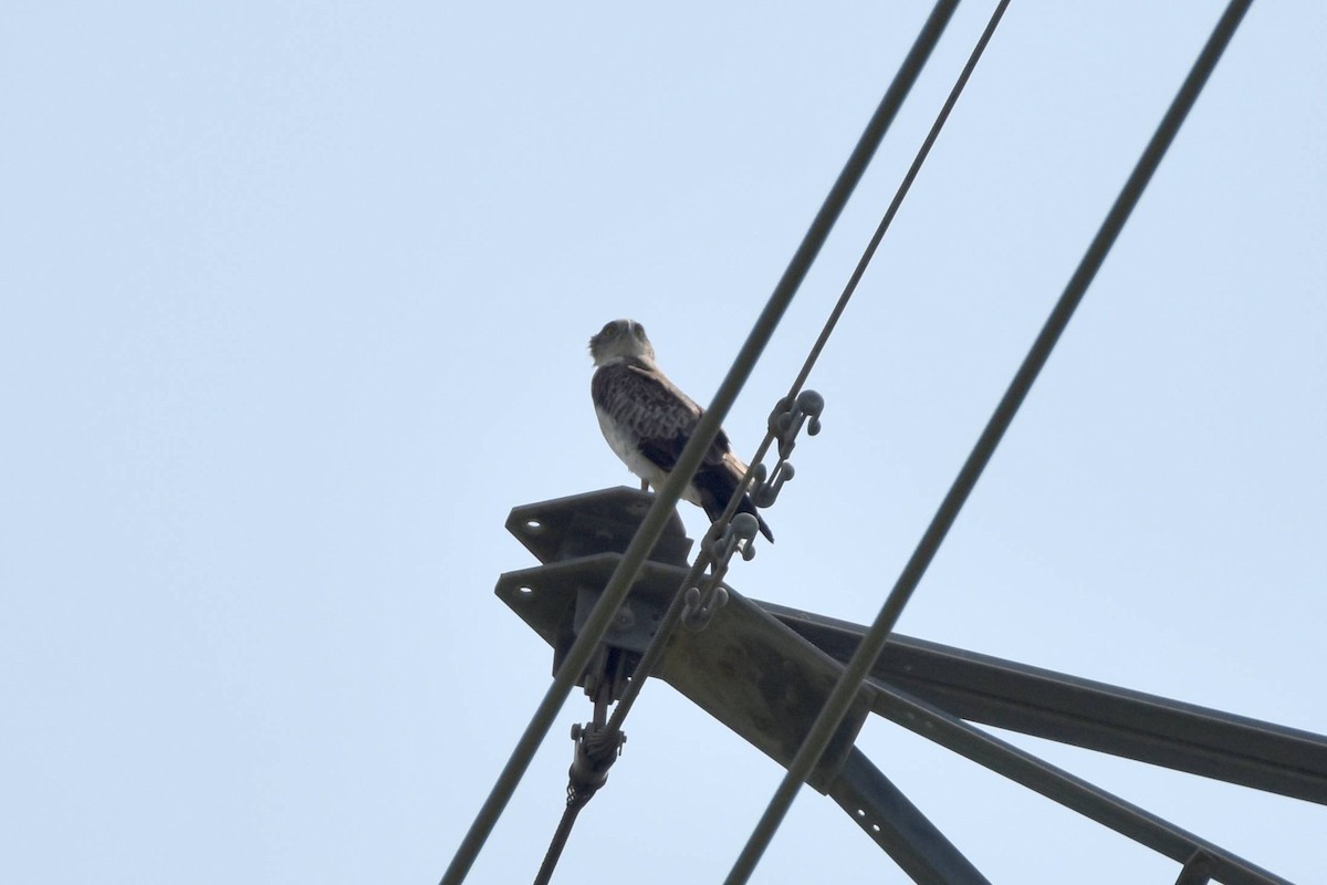 Short-toed Snake-Eagle - ML641910211