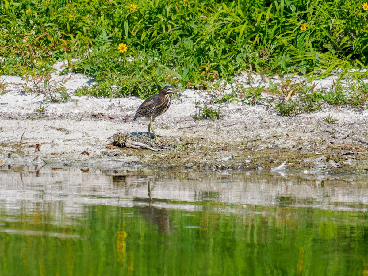Green Heron - ML641910213