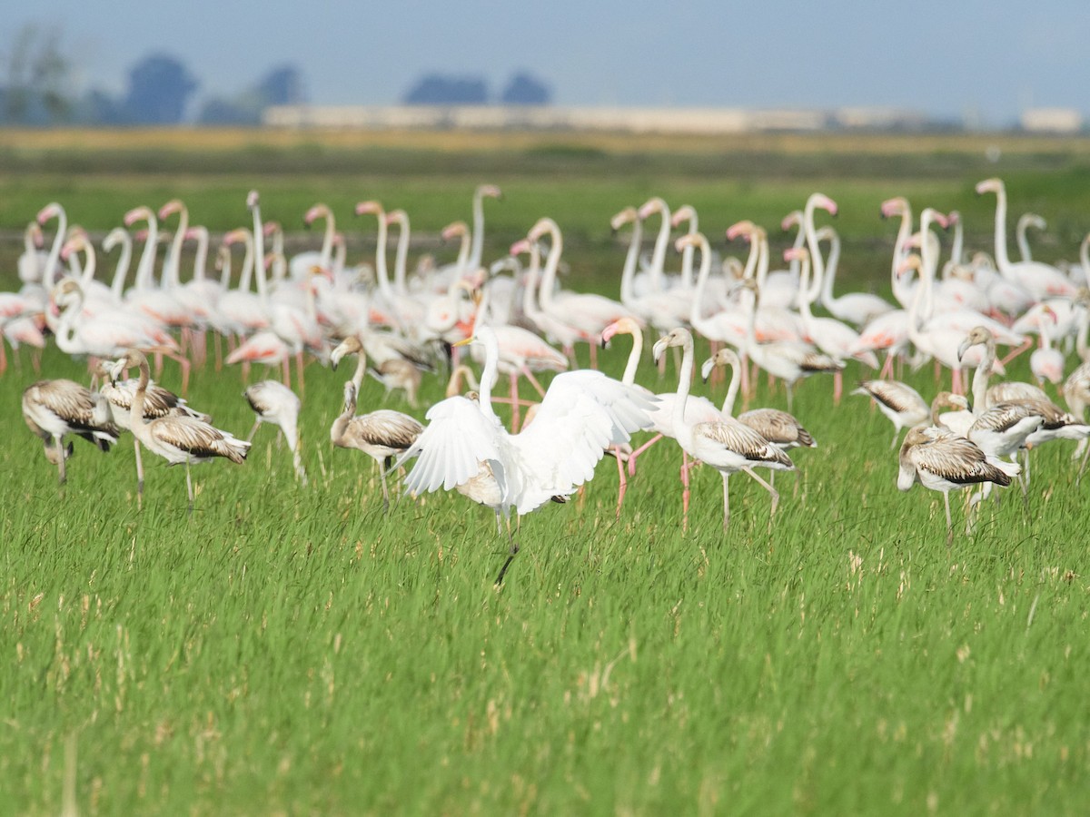 Great Egret - ML641910214