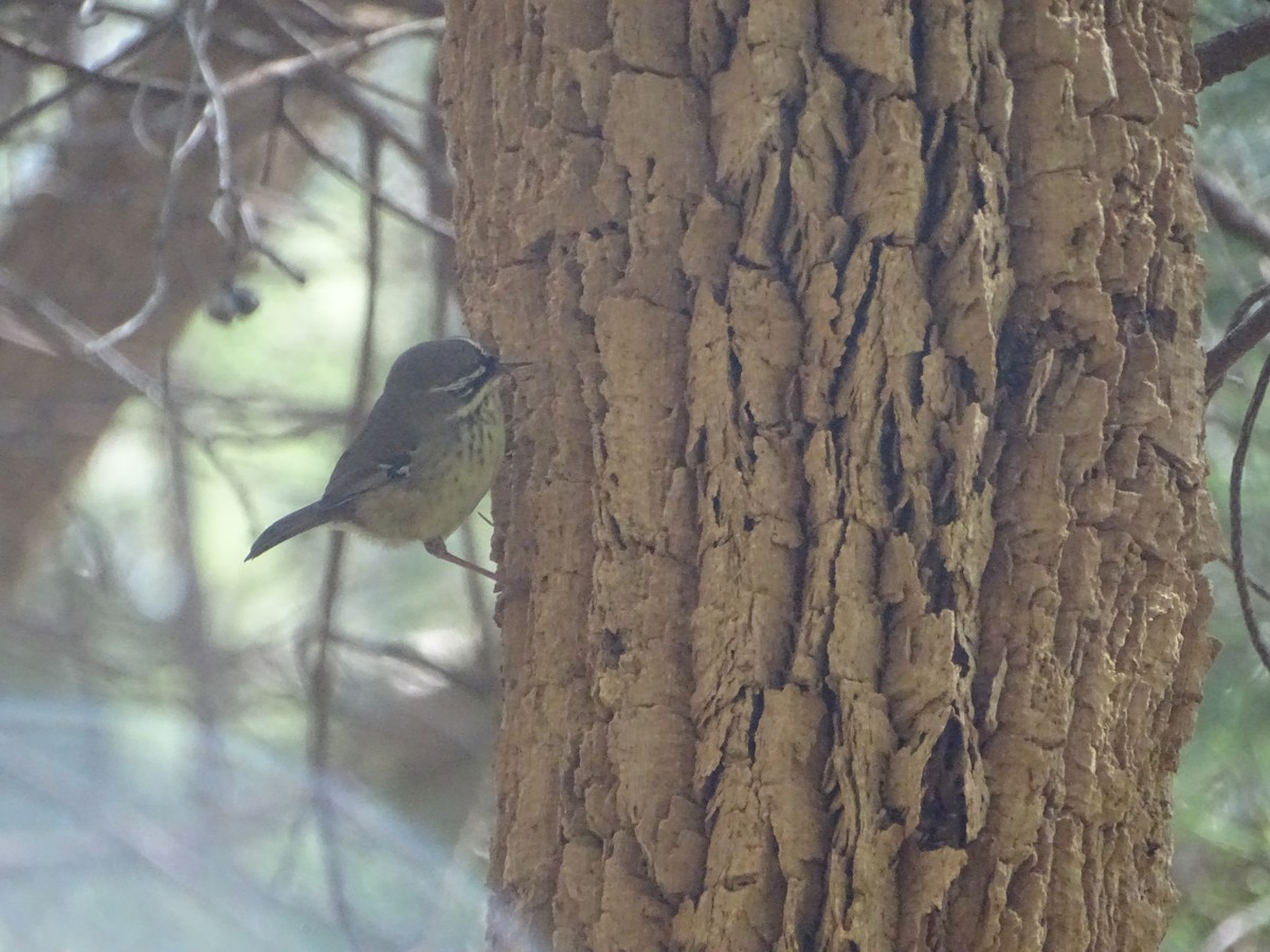 Spotted Scrubwren - ML641910218