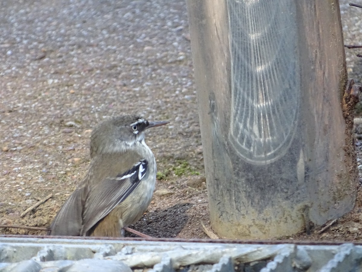 Spotted Scrubwren - ML641910219
