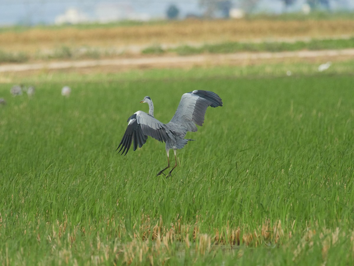 Gray Heron - ML641910220