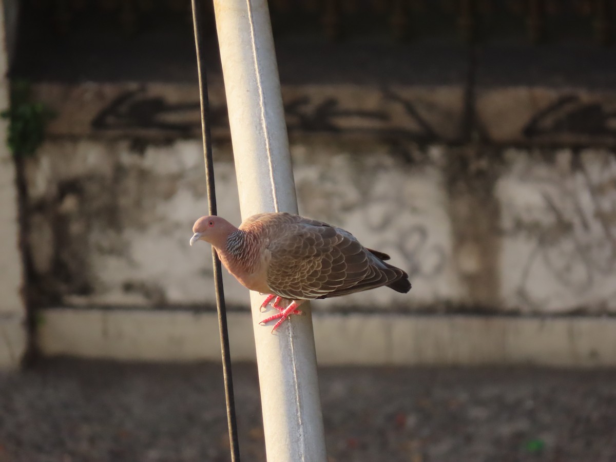 Picazuro Pigeon - ML641910221