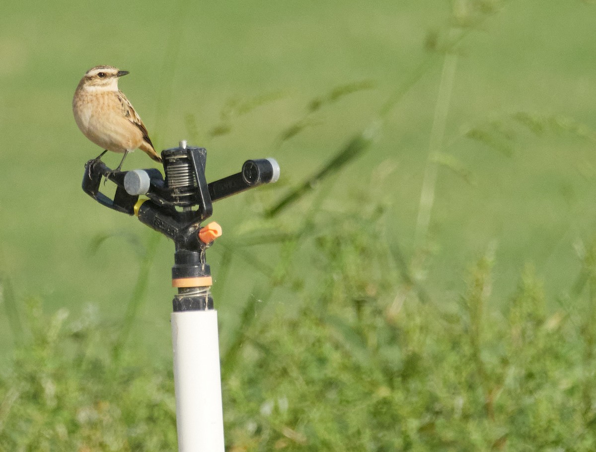 Whinchat - ML641910223