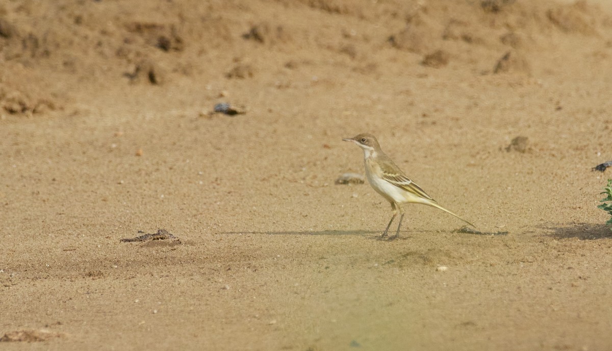 Western Yellow Wagtail - ML641910224