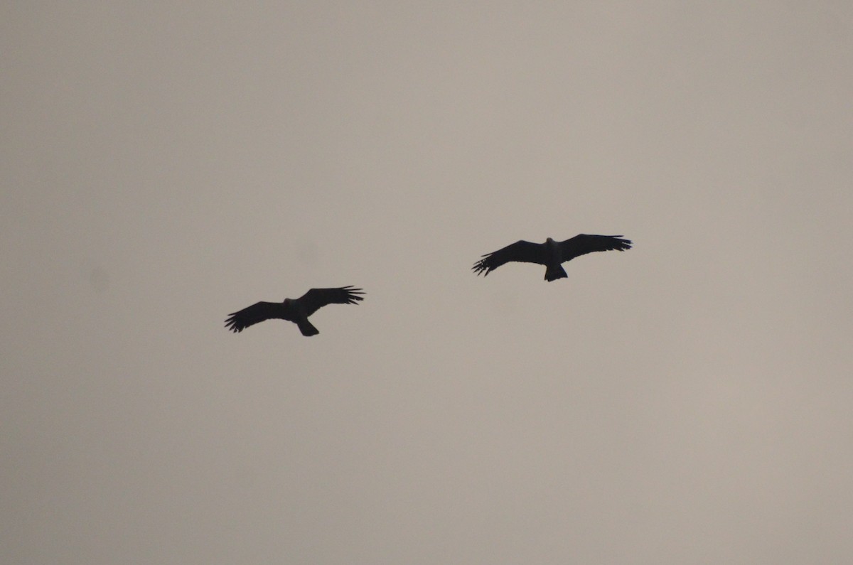 African Harrier-Hawk - ML641910225