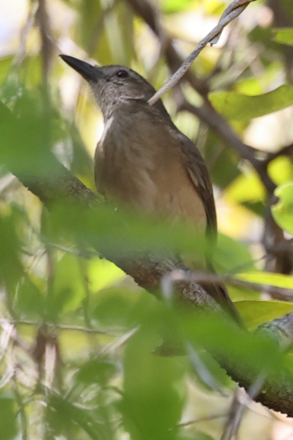 Arafura Shrikethrush - ML641910229