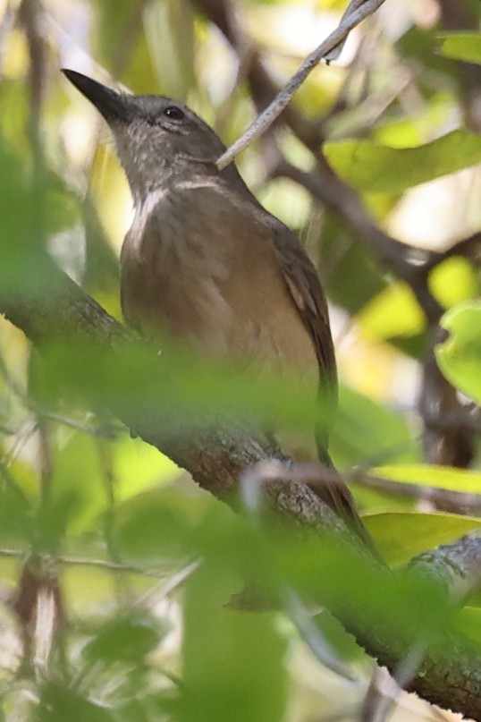 Arafura Shrikethrush - ML641910230