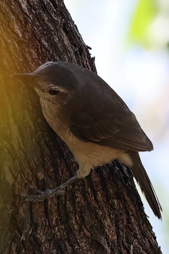 Arafura Shrikethrush - ML641910231