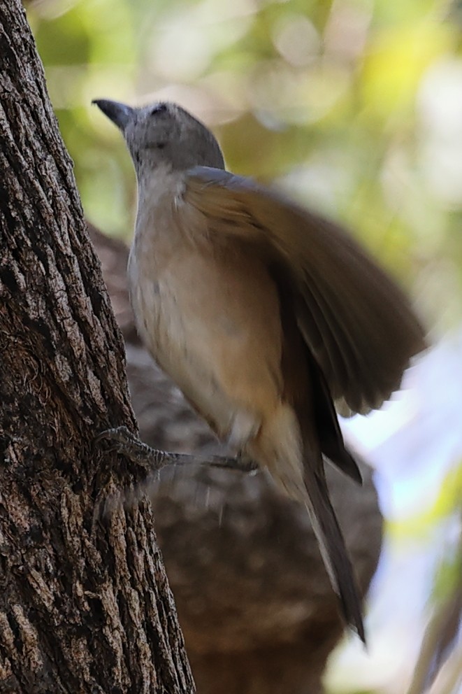 Arafura Shrikethrush - ML641910232
