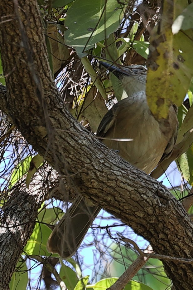 Arafura Shrikethrush - ML641910234