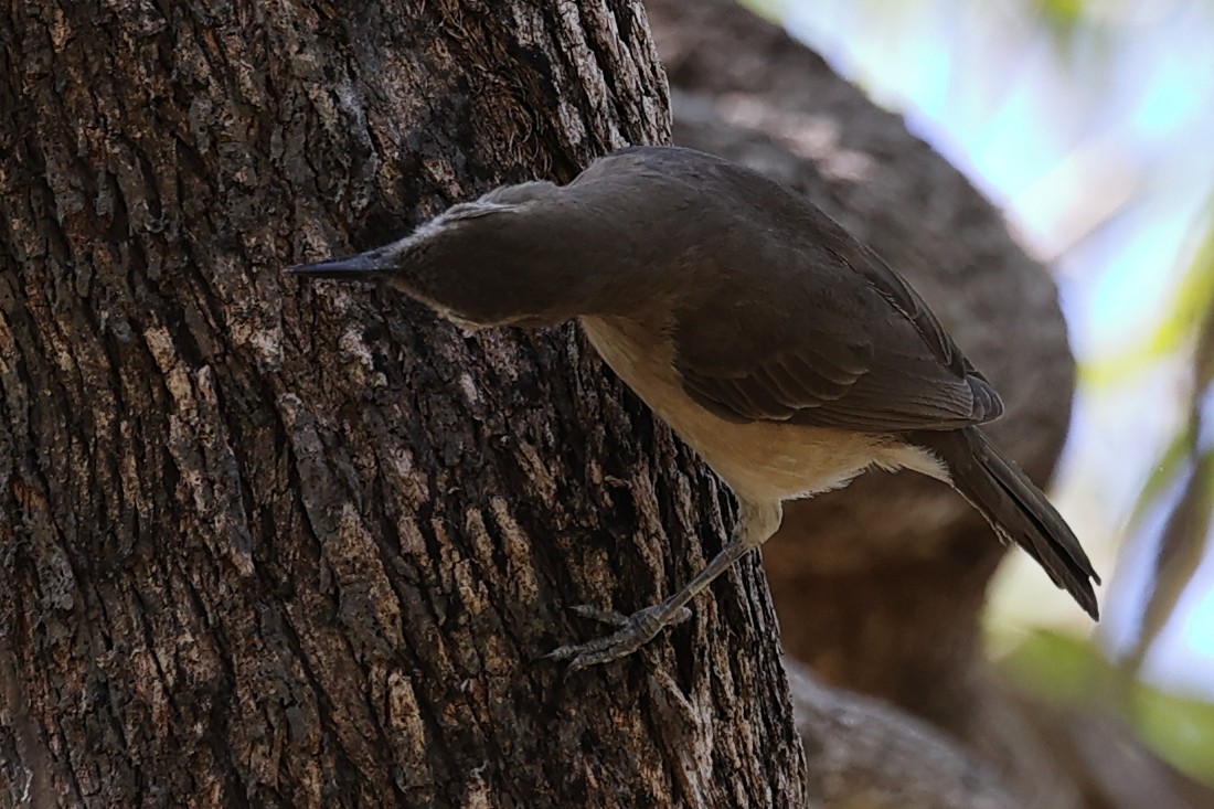Arafura Shrikethrush - ML641910235
