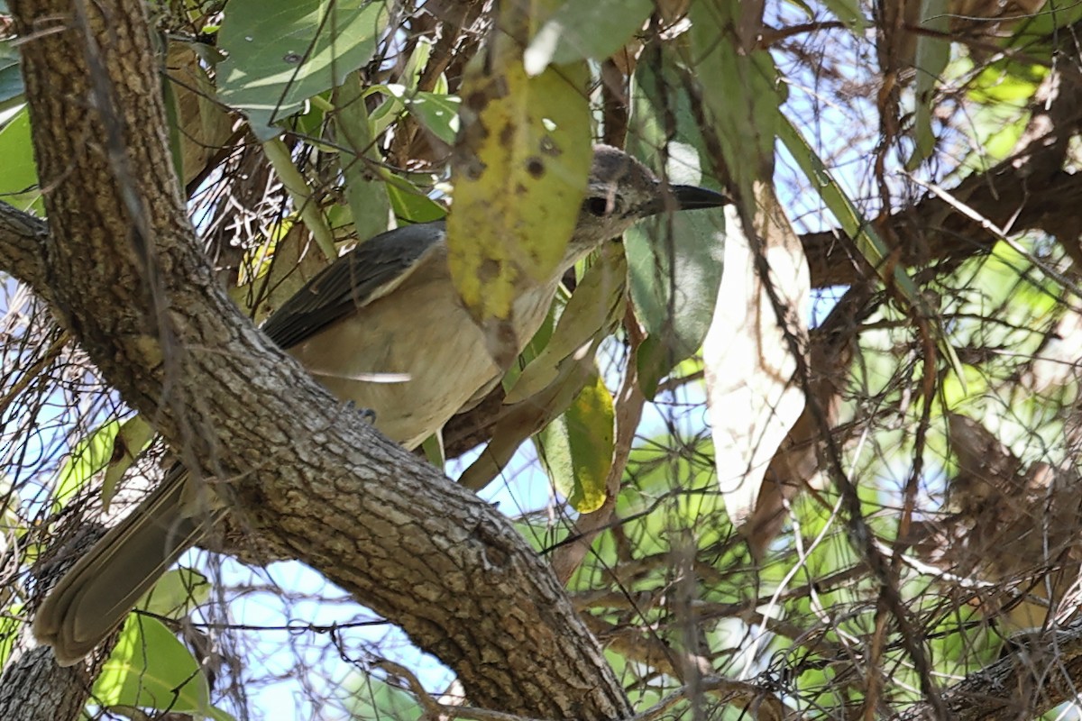 Arafura Shrikethrush - ML641910236