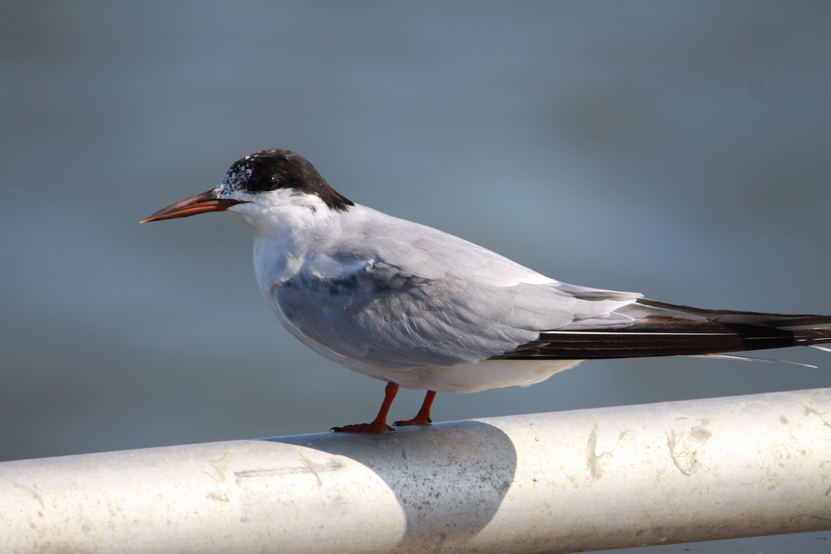Common Tern - ML641910240