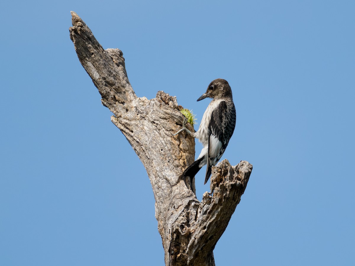 Red-headed Woodpecker - ML641910241