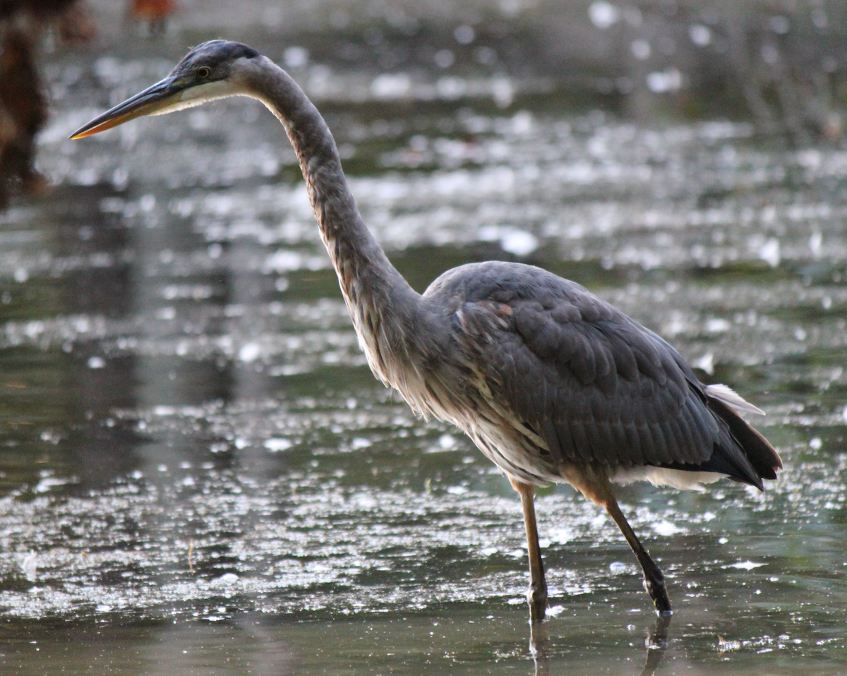 Great Blue Heron - ML641910242