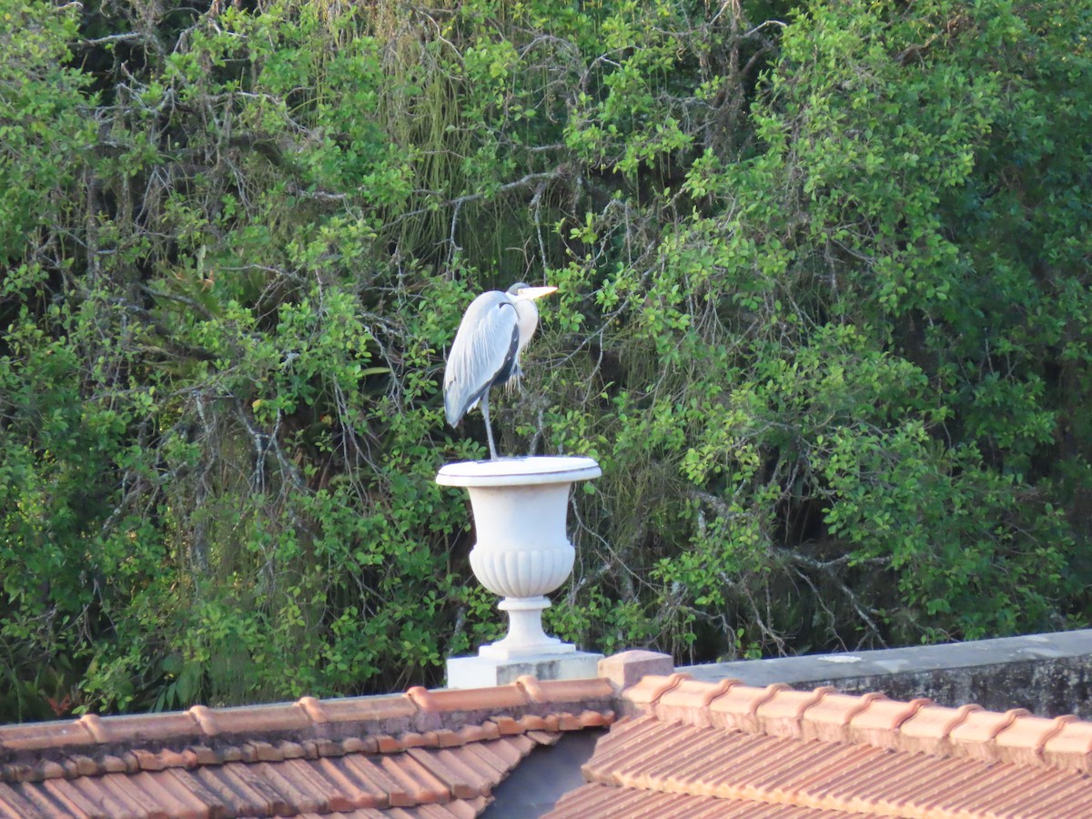 Cocoi Heron - ML641910243