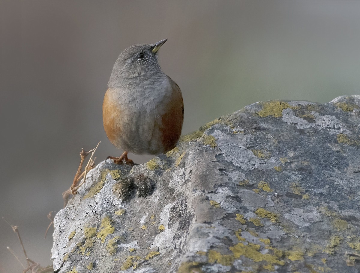 Alpine Accentor - ML641910244