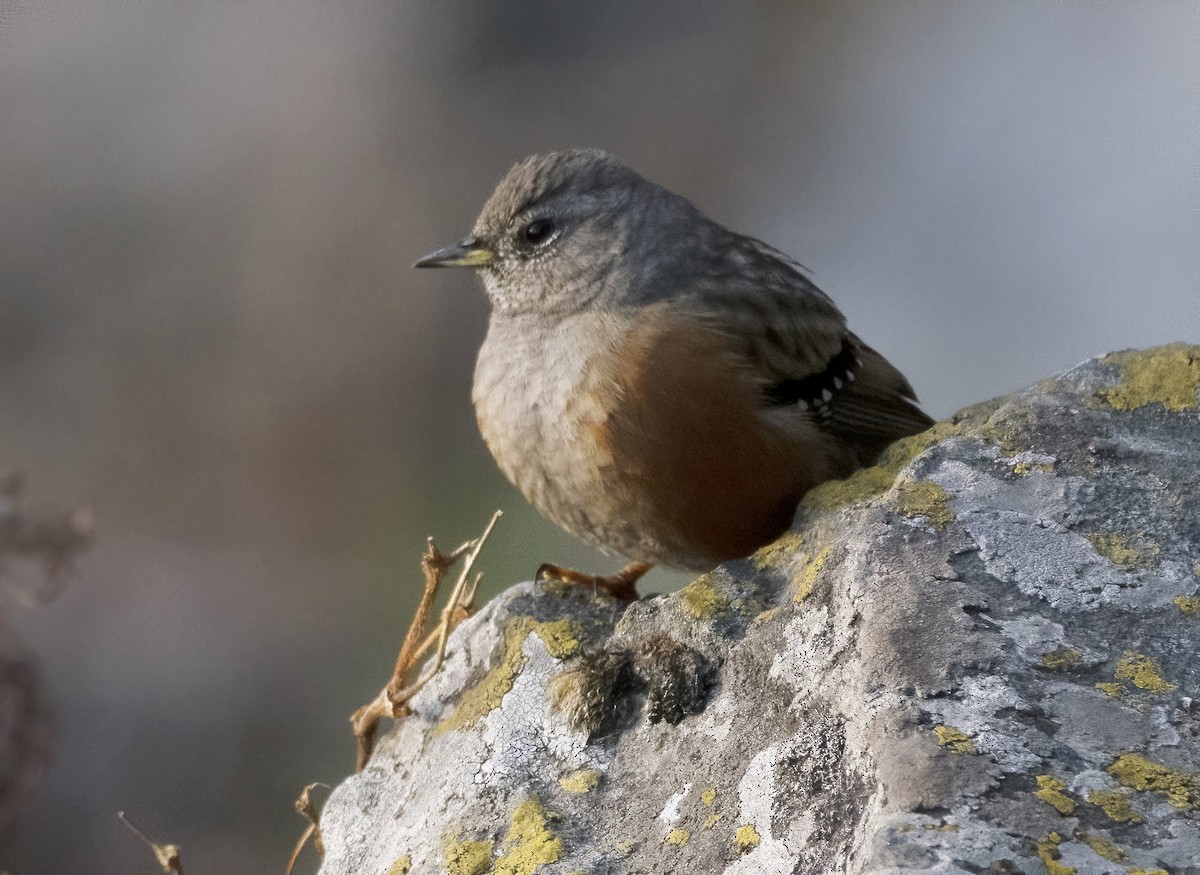 Alpine Accentor - ML641910245