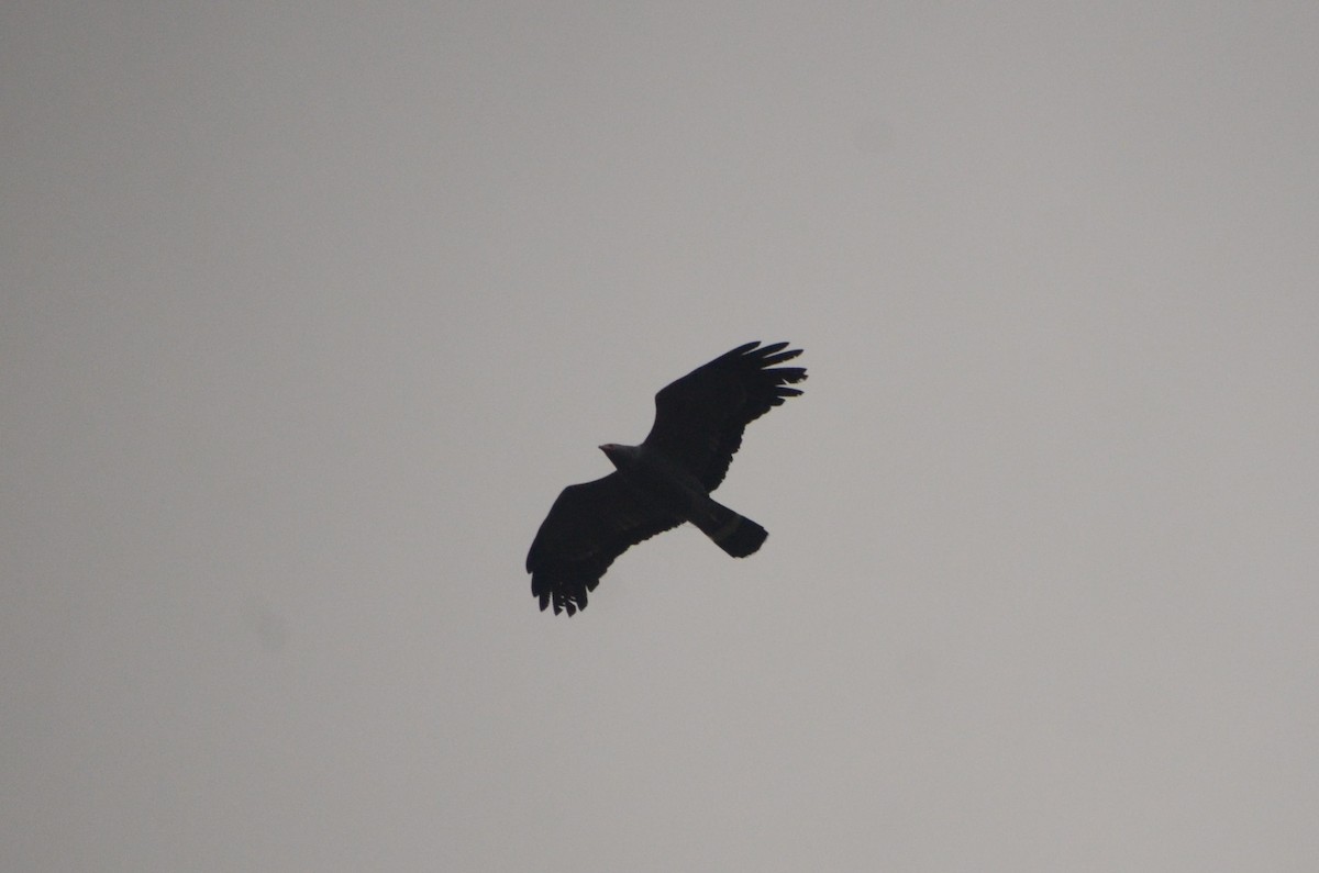 African Harrier-Hawk - ML641910246