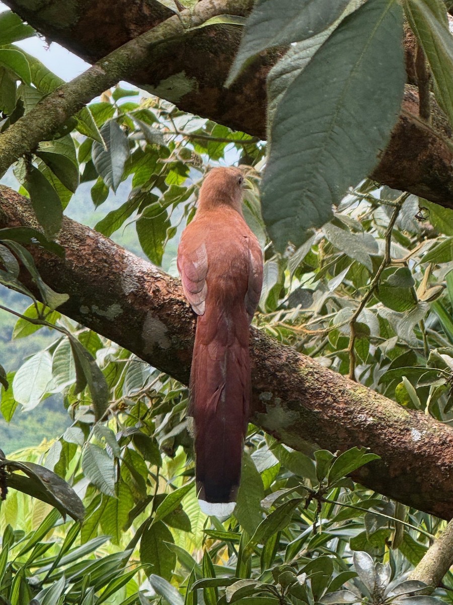 Squirrel Cuckoo - ML641910248