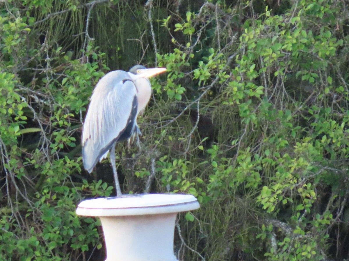 Cocoi Heron - ML641910249