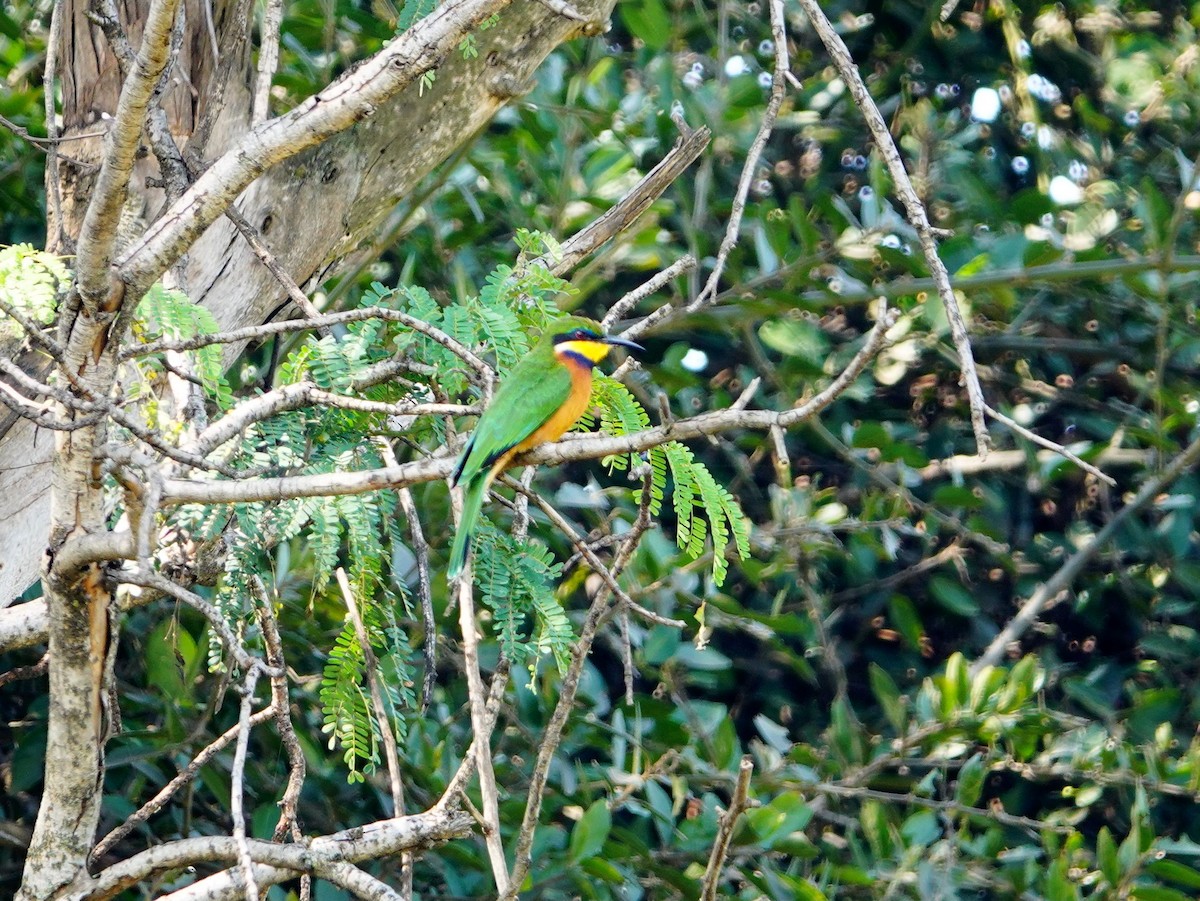 Cinnamon-chested Bee-eater - ML641910251