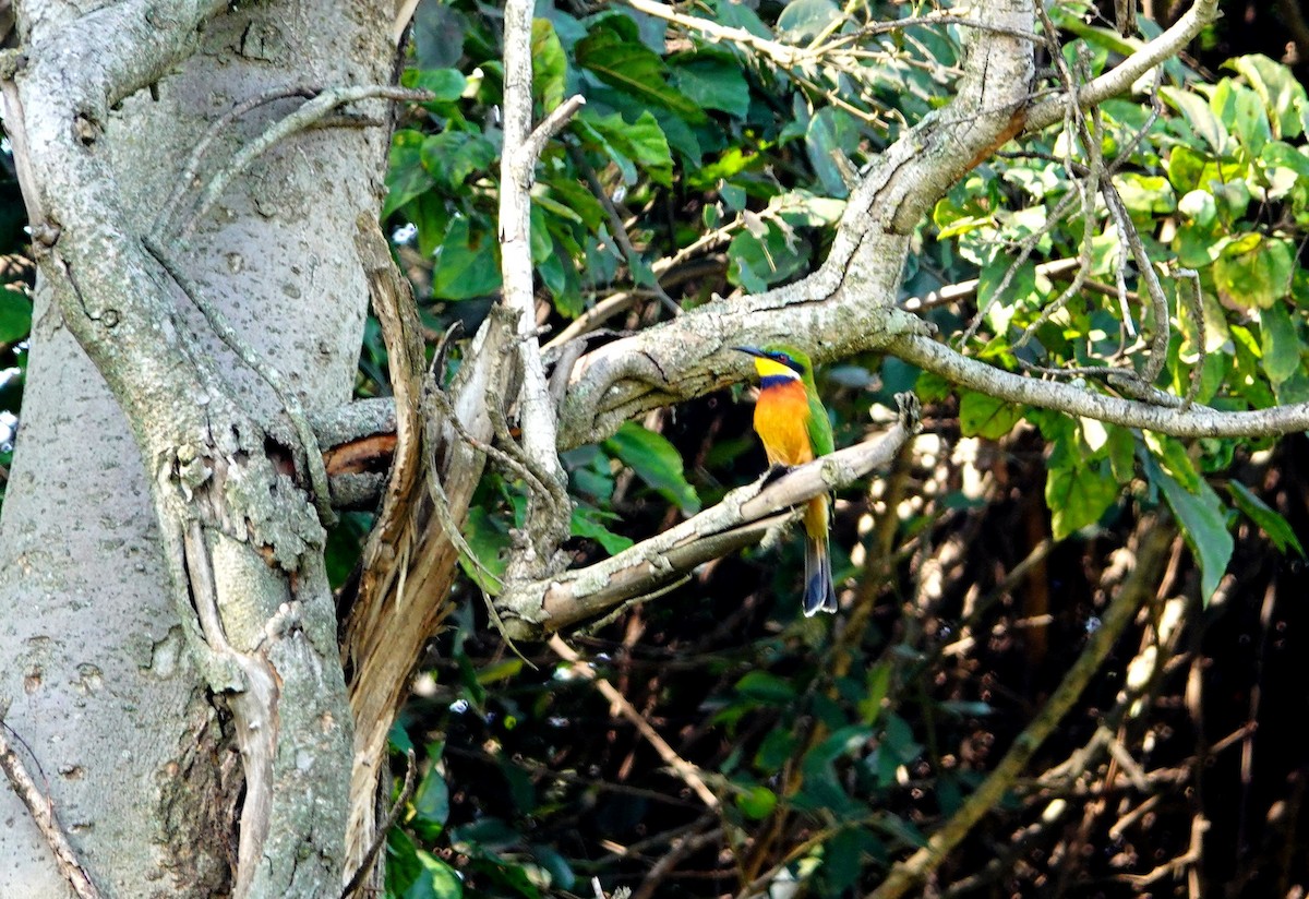 Cinnamon-chested Bee-eater - ML641910252