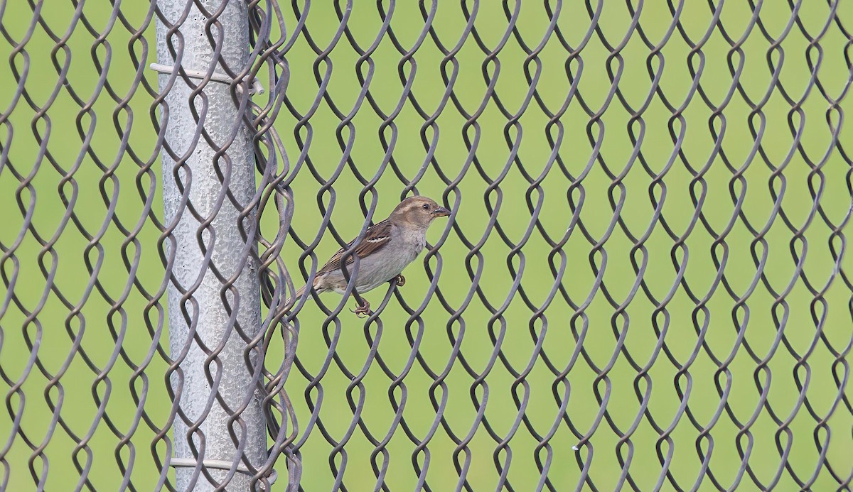 House Sparrow - ML641910253
