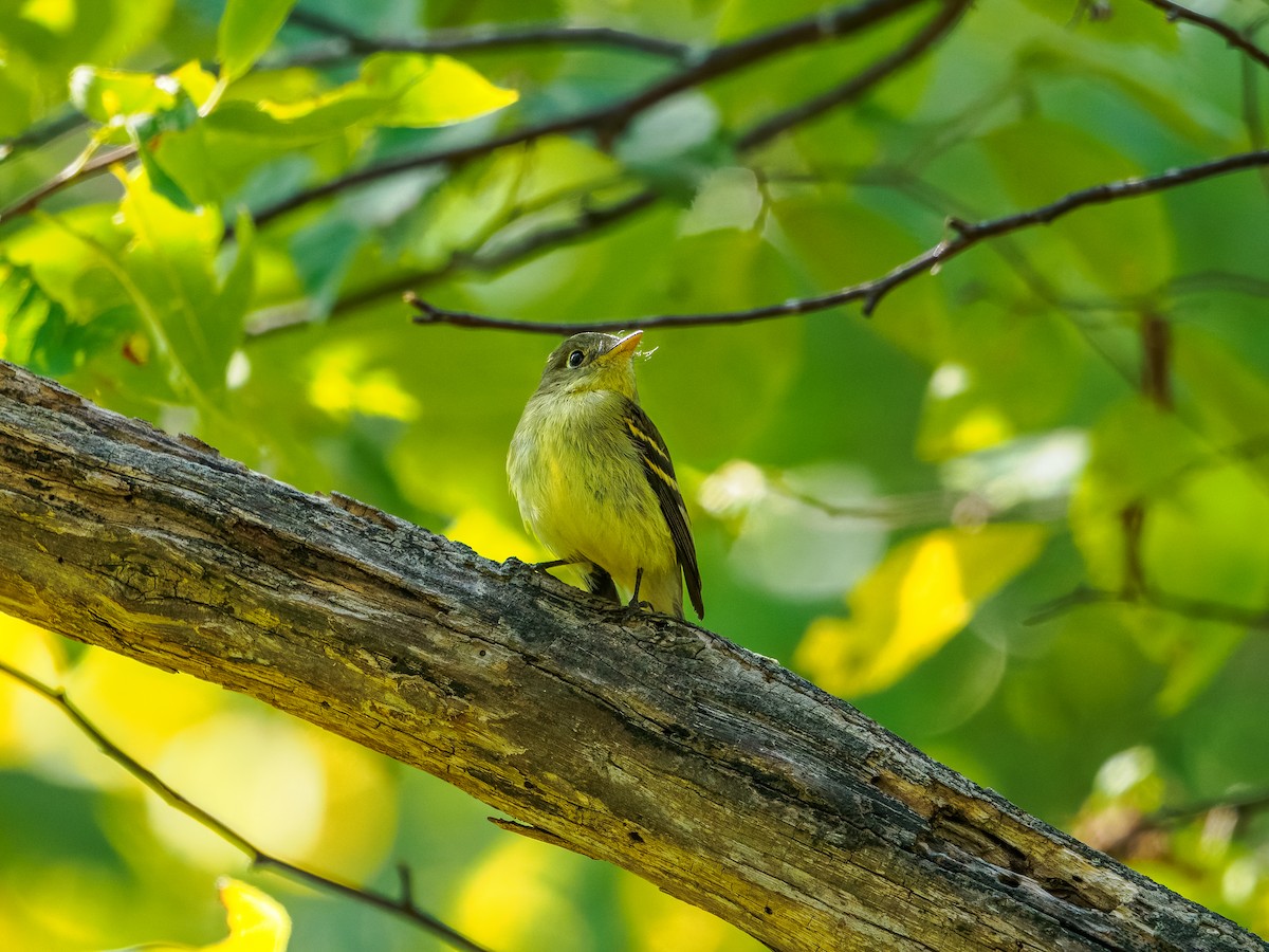 Yellow-bellied Flycatcher - ML641910264