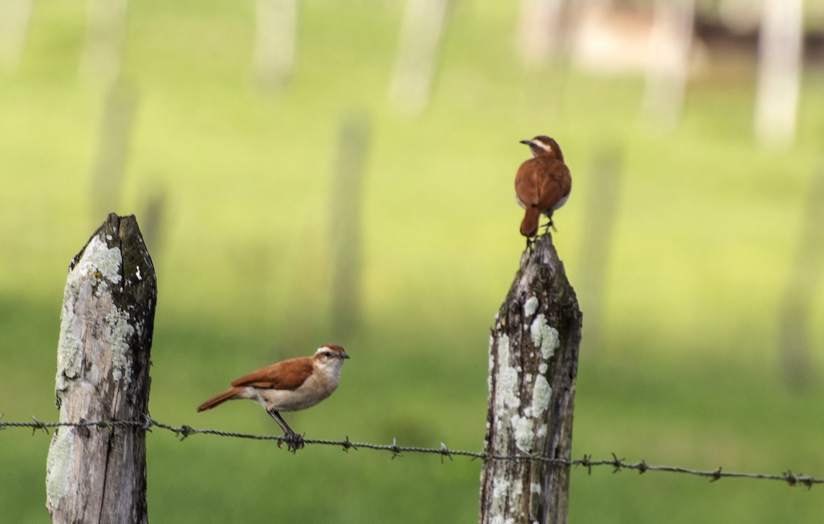 Wing-banded Hornero - ML641910265