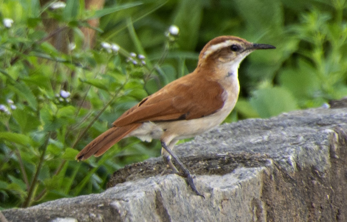 Wing-banded Hornero - ML641910267