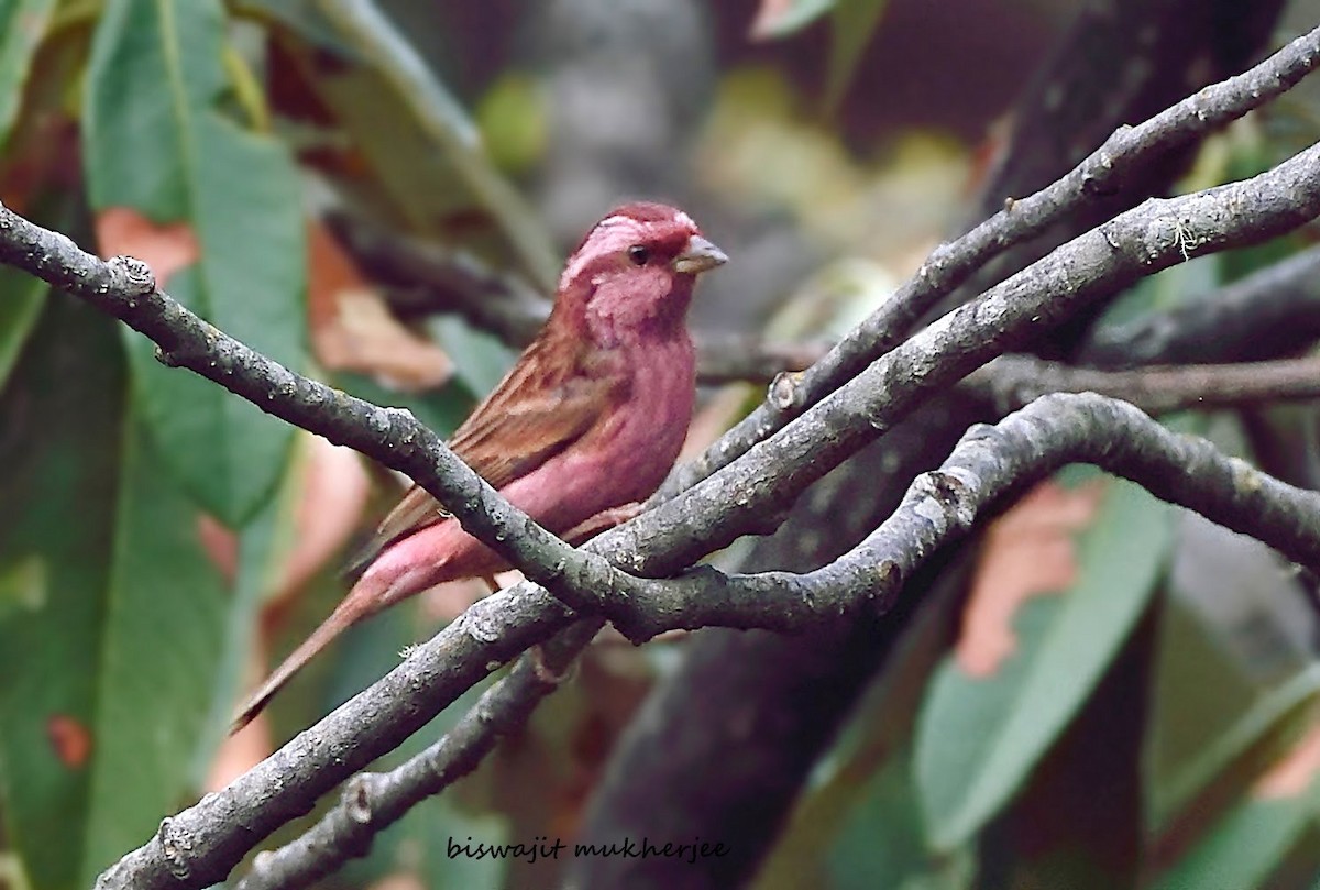 Pink-browed Rosefinch - ML641910269