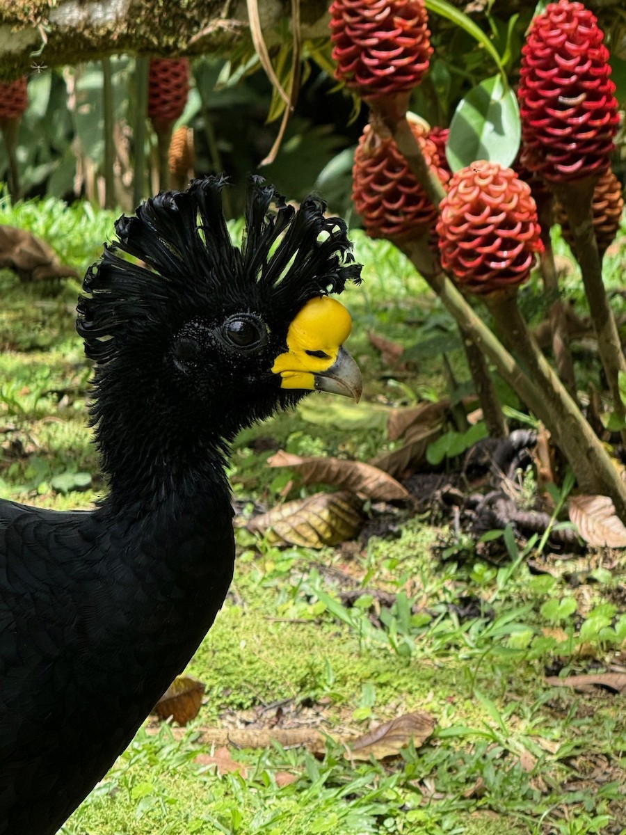 Great Curassow - ML641910270
