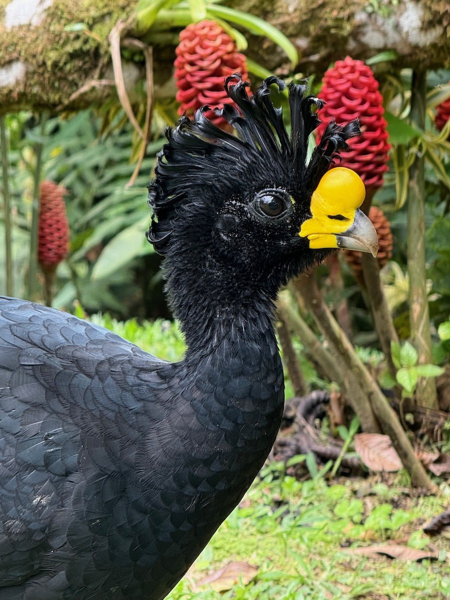 Great Curassow - ML641910271