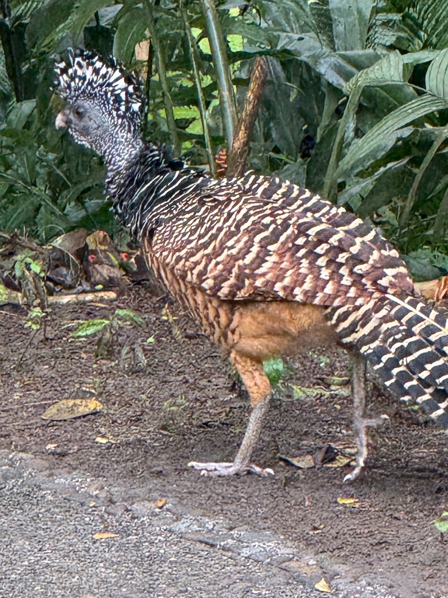 Great Curassow - ML641910272