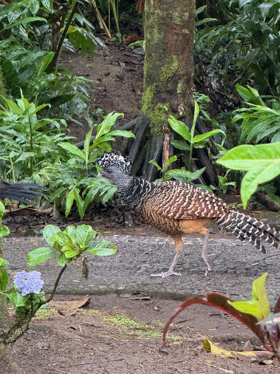 Great Curassow - ML641910273