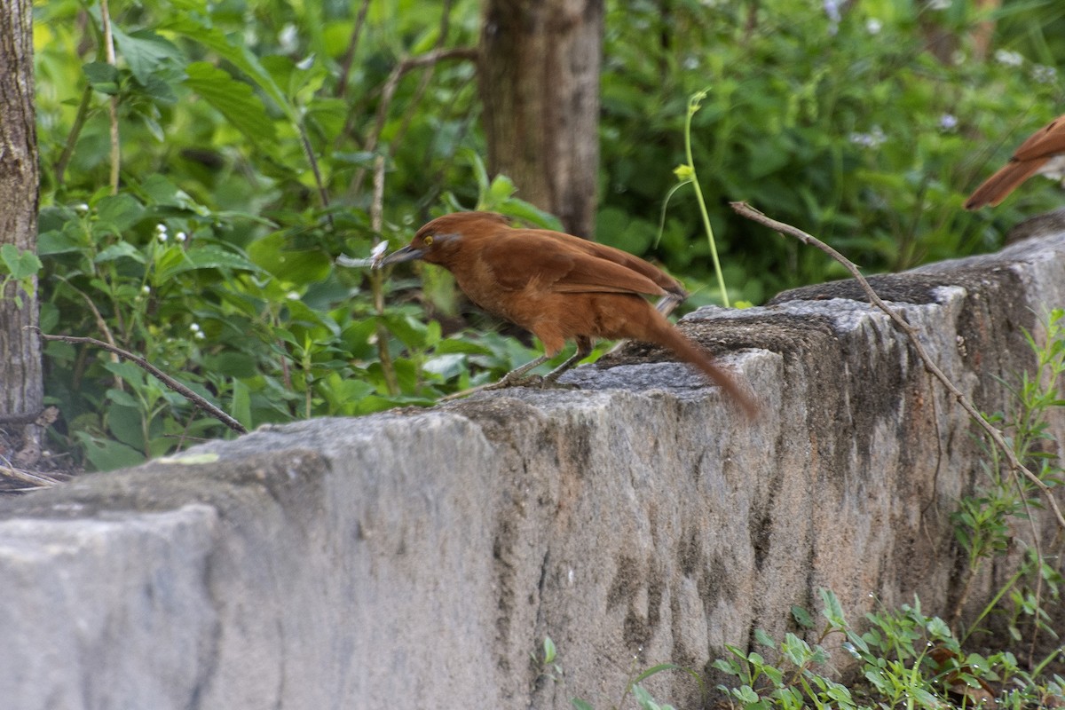 Caatinga Cacholote - ML641910275