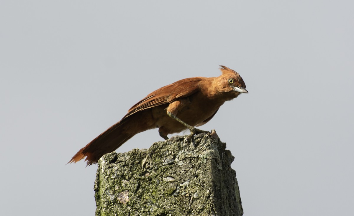 Caatinga Cacholote - ML641910277