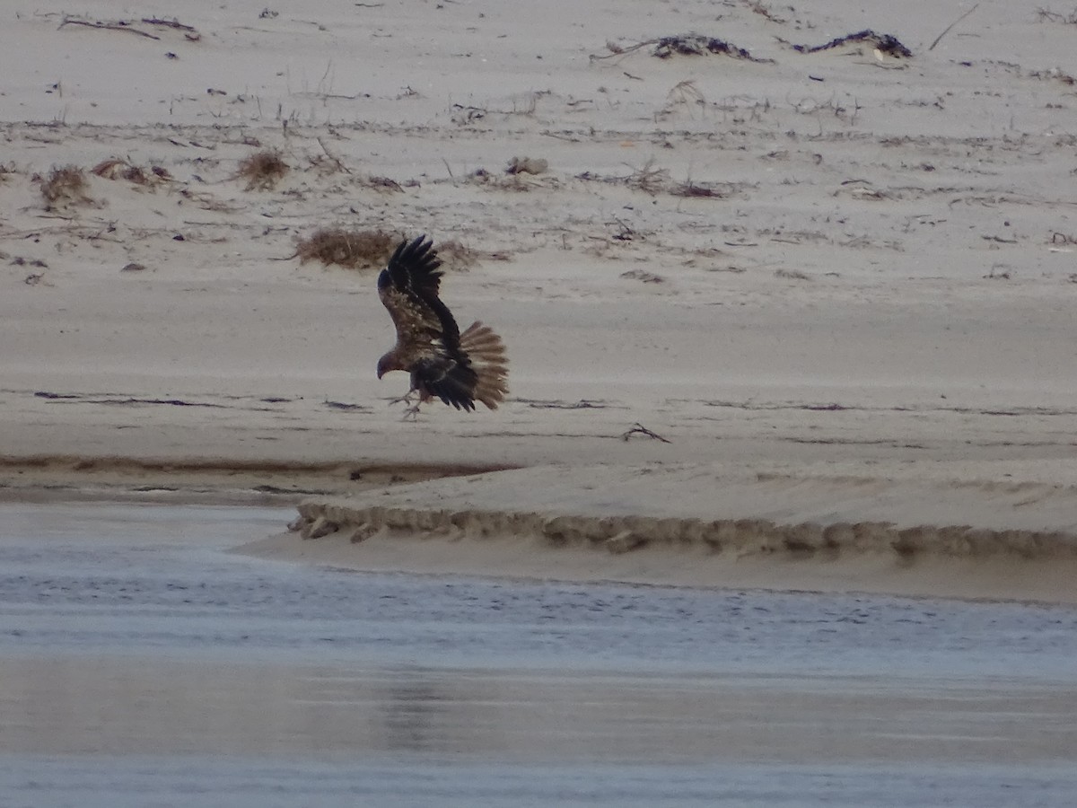 Whistling Kite - ML641910278